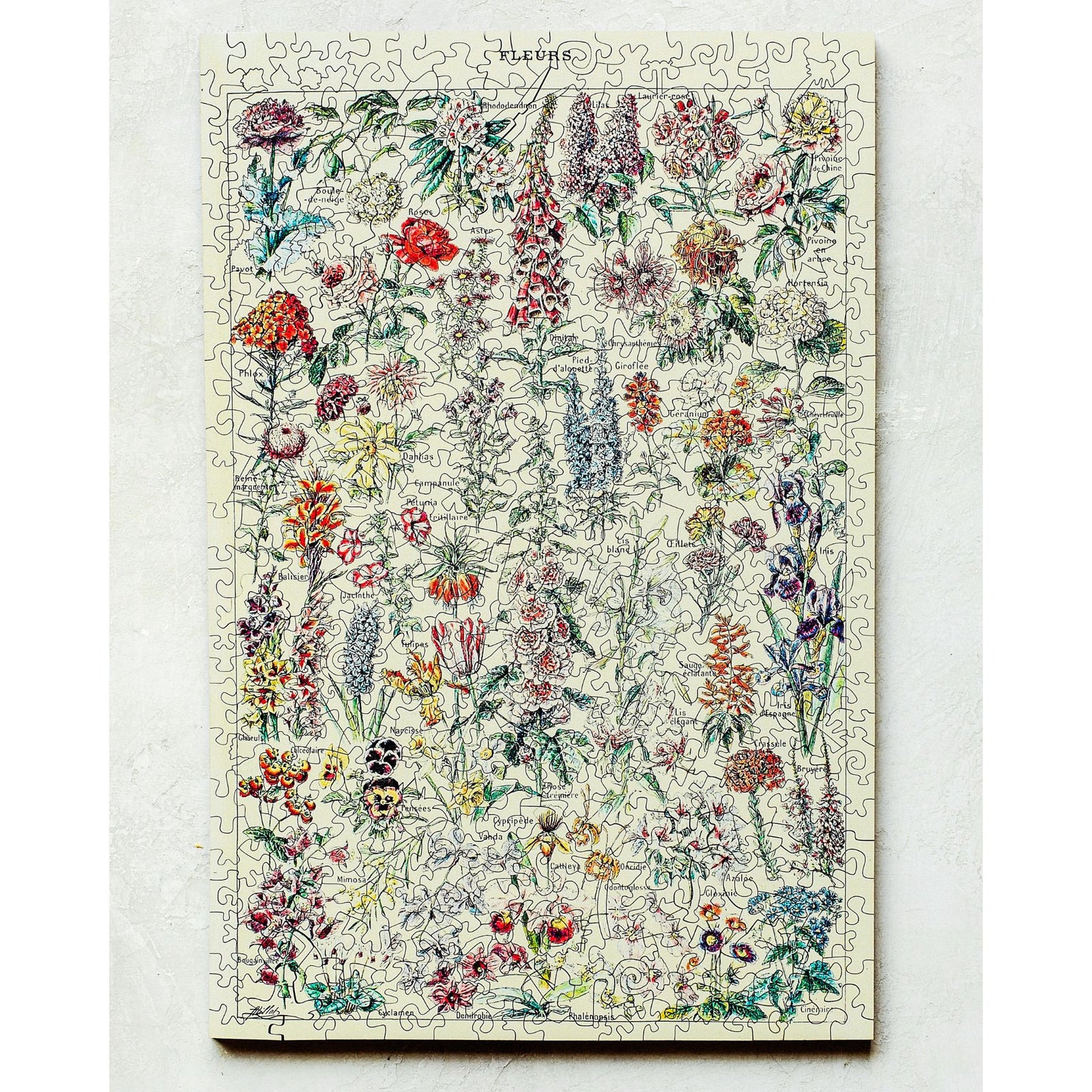 Fleurs